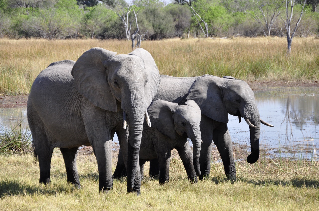 Safari Kenia